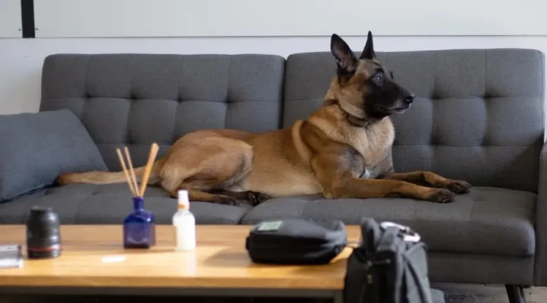 pet friendly furniture