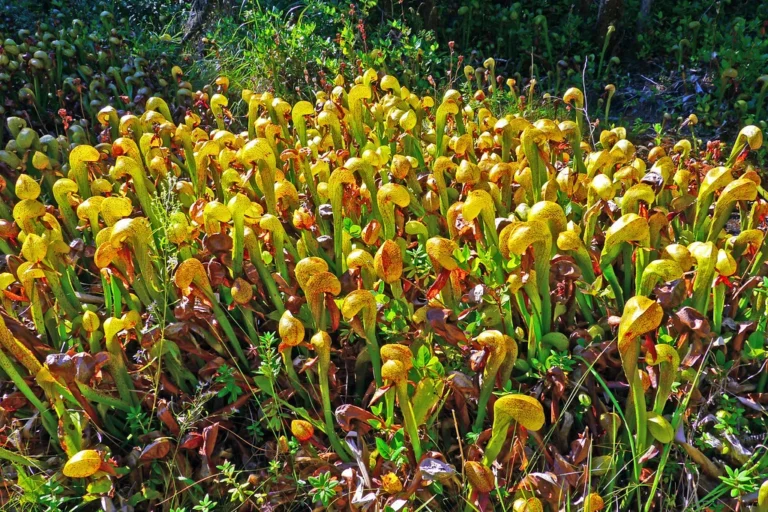 pitcher plant