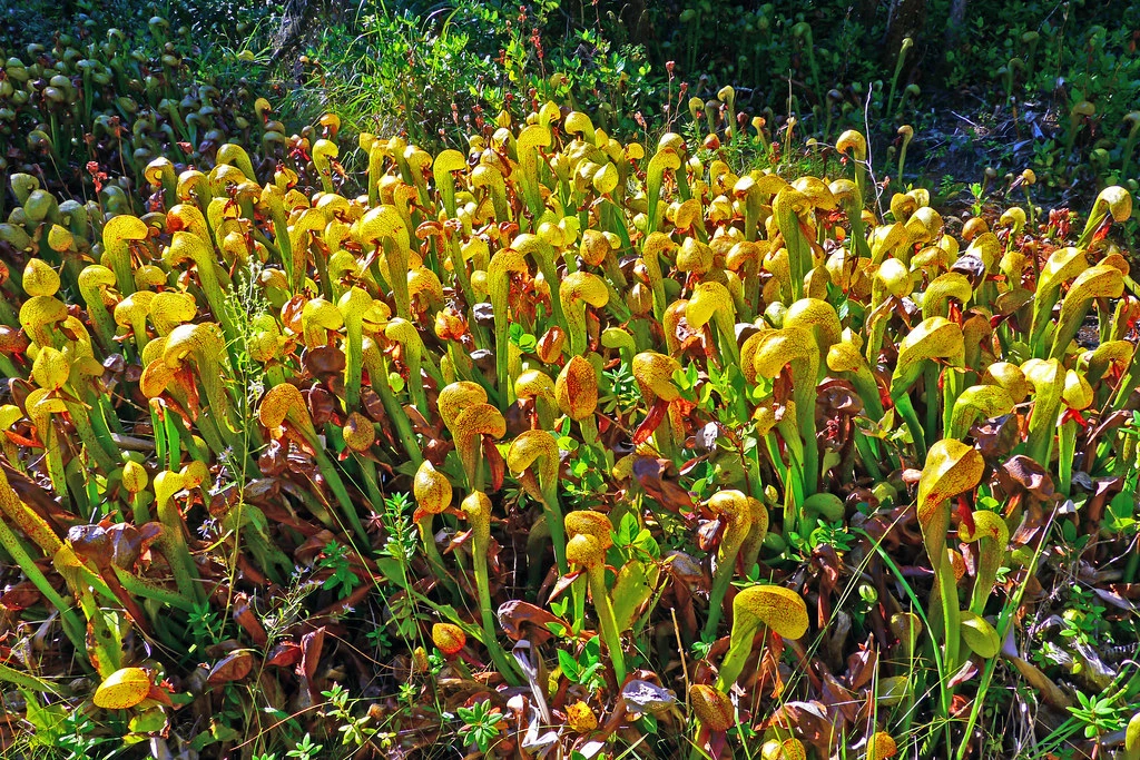 pitcher plant